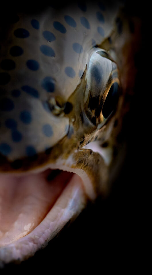 Close-up of fishes face.