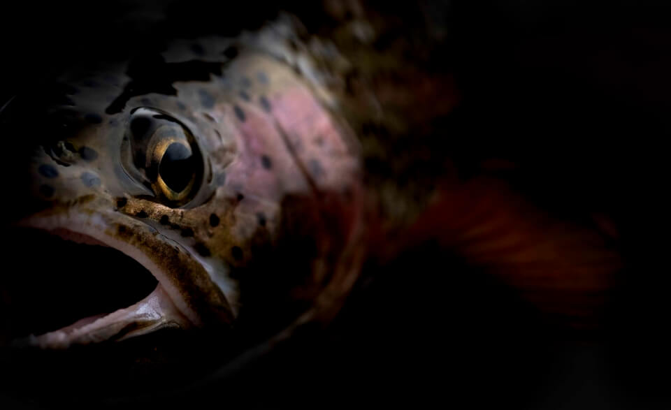 Close-up of fishes face.