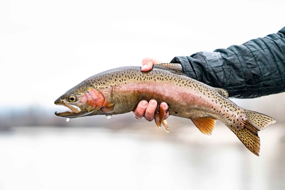 fish-hand Fish being held.