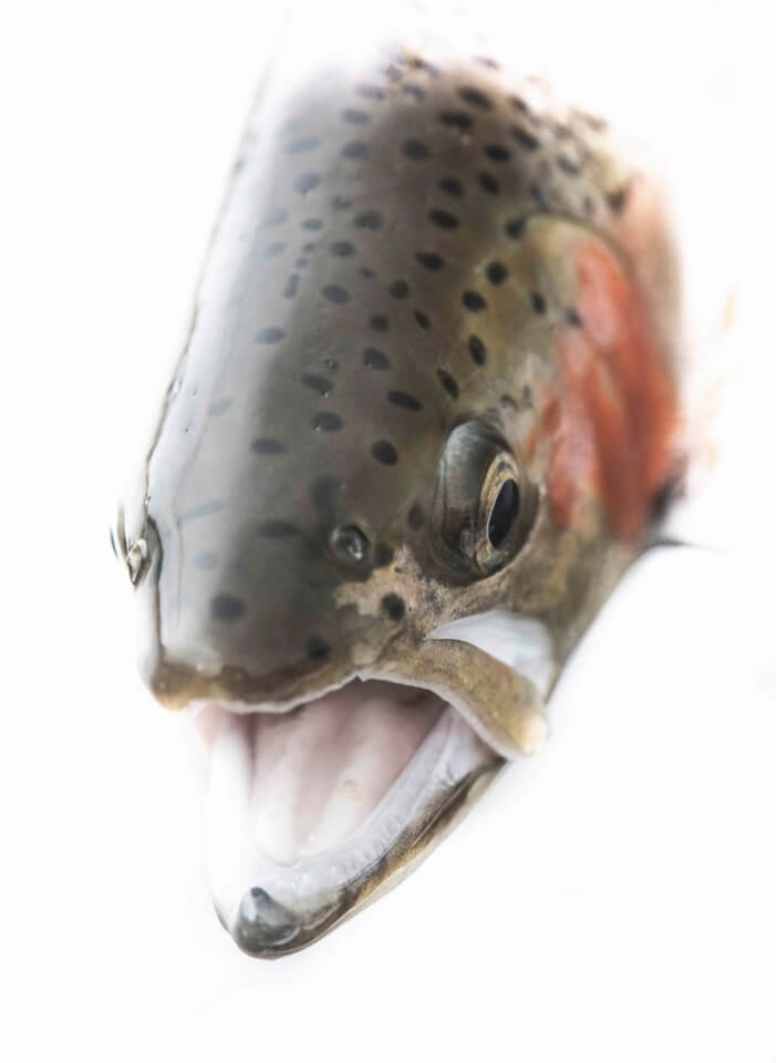 Close-up of fishes face.