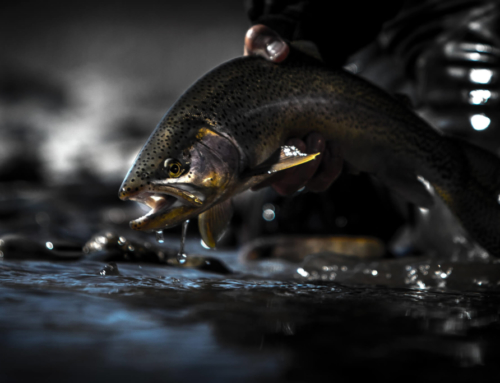 Fly Fishing Videos