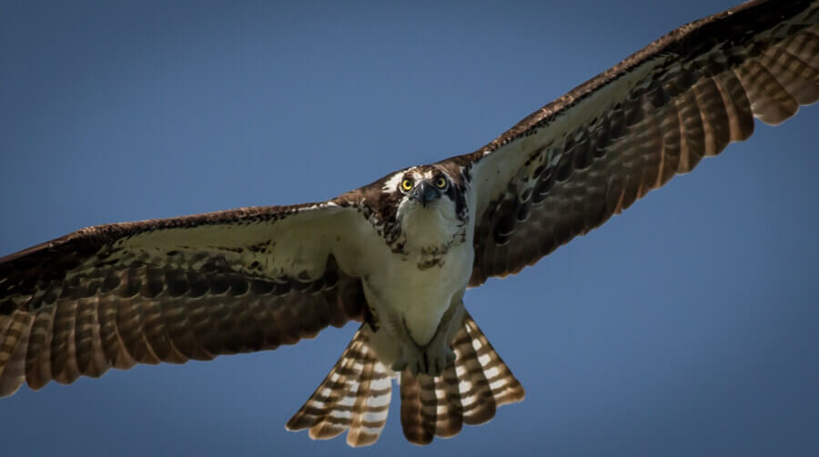 Osprey flying.