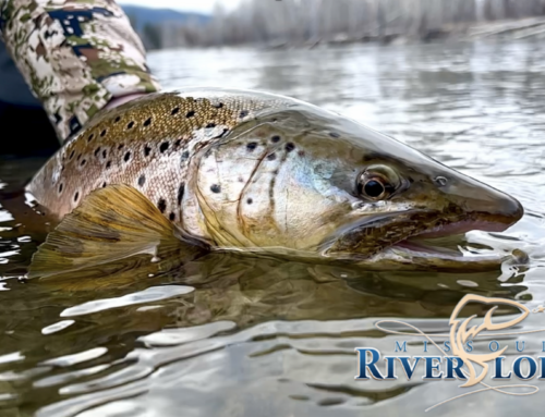 Runoff and the Tailwater Migration